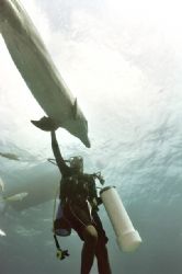 Enjoying the Company of Dolphins, Freeport, G.B.I. ; Niko... by Spencer Multack 